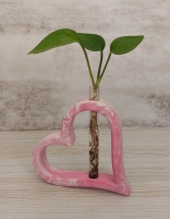 گلجای قلب